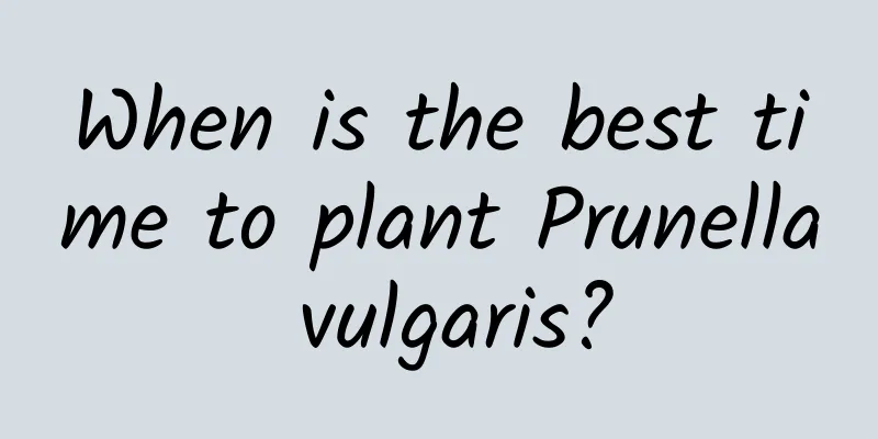 When is the best time to plant Prunella vulgaris?
