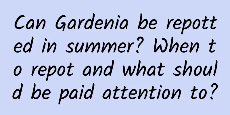 Can Gardenia be repotted in summer? When to repot and what should be paid attention to?