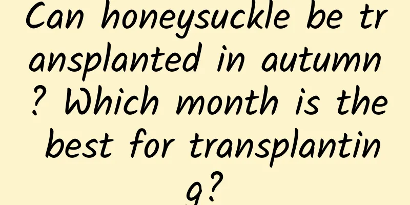 Can honeysuckle be transplanted in autumn? Which month is the best for transplanting?