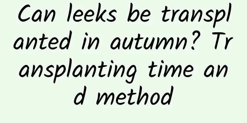 Can leeks be transplanted in autumn? Transplanting time and method