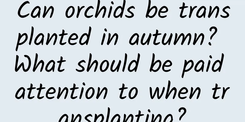 Can orchids be transplanted in autumn? What should be paid attention to when transplanting?