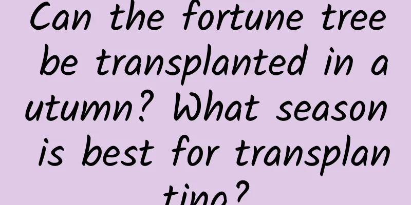 Can the fortune tree be transplanted in autumn? What season is best for transplanting?