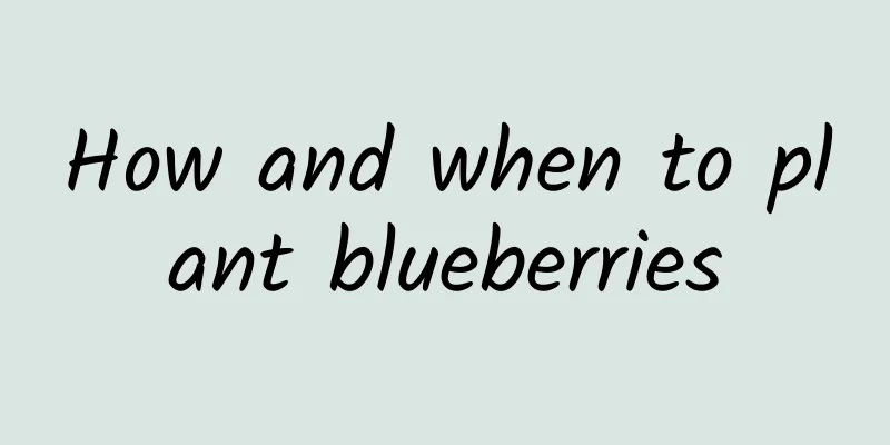How and when to plant blueberries