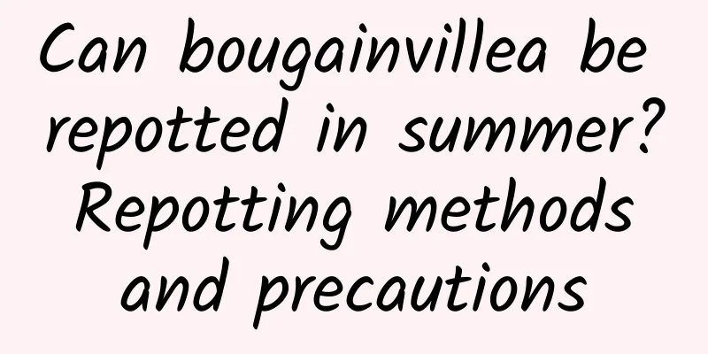 Can bougainvillea be repotted in summer? Repotting methods and precautions