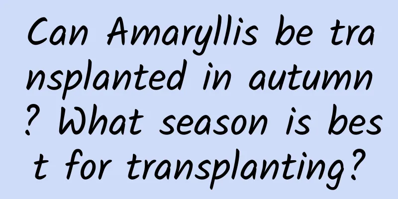 Can Amaryllis be transplanted in autumn? What season is best for transplanting?