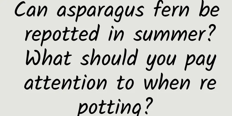 Can asparagus fern be repotted in summer? What should you pay attention to when repotting?