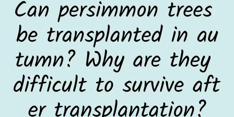 Can persimmon trees be transplanted in autumn? Why are they difficult to survive after transplantation?