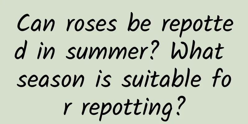 Can roses be repotted in summer? What season is suitable for repotting?