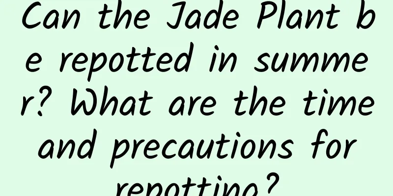 Can the Jade Plant be repotted in summer? What are the time and precautions for repotting?