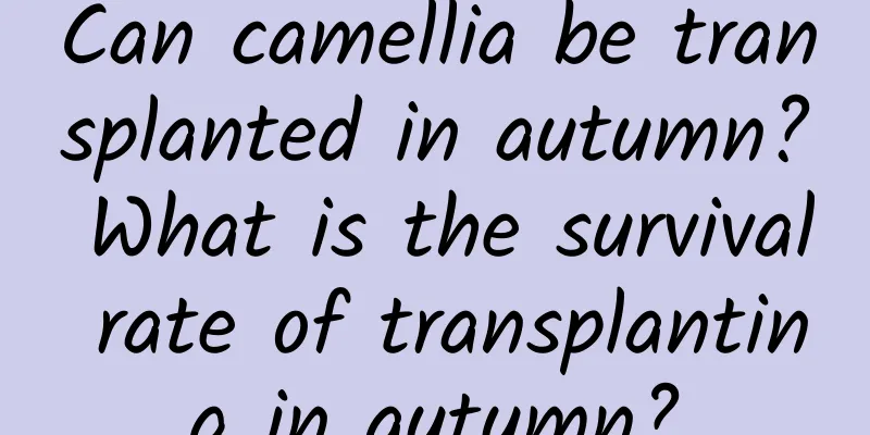Can camellia be transplanted in autumn? What is the survival rate of transplanting in autumn?