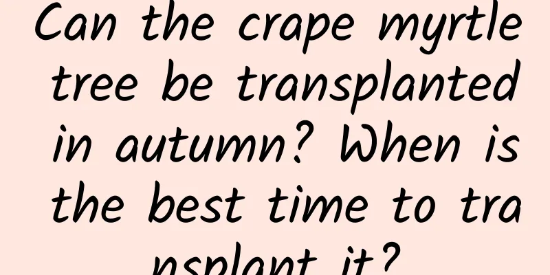 Can the crape myrtle tree be transplanted in autumn? When is the best time to transplant it?