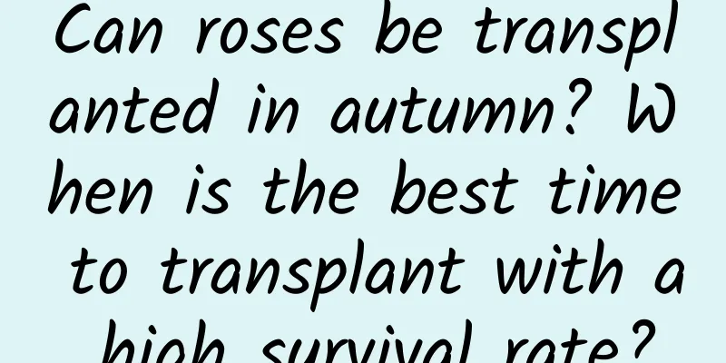 Can roses be transplanted in autumn? When is the best time to transplant with a high survival rate?