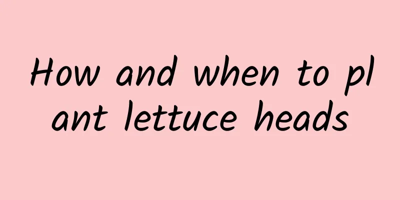 How and when to plant lettuce heads