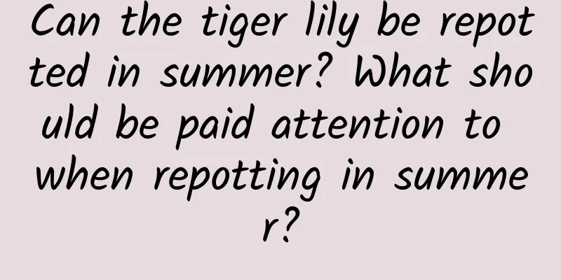 Can the tiger lily be repotted in summer? What should be paid attention to when repotting in summer?