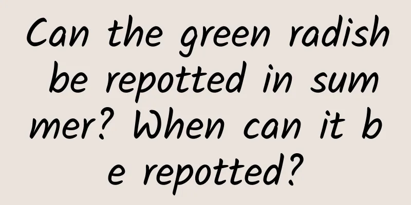 Can the green radish be repotted in summer? When can it be repotted?