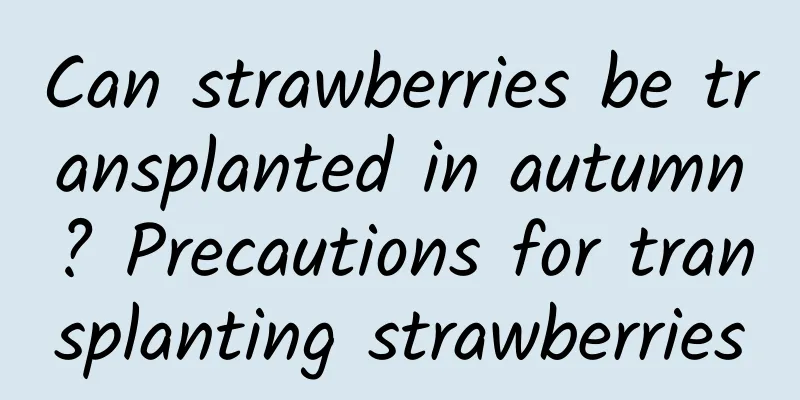 Can strawberries be transplanted in autumn? Precautions for transplanting strawberries