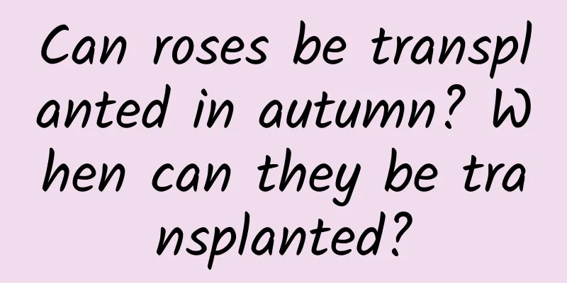 Can roses be transplanted in autumn? When can they be transplanted?
