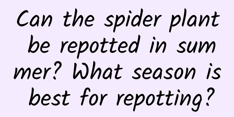 Can the spider plant be repotted in summer? What season is best for repotting?