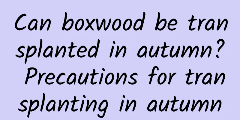 Can boxwood be transplanted in autumn? Precautions for transplanting in autumn