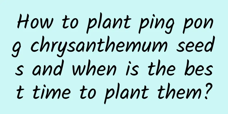 How to plant ping pong chrysanthemum seeds and when is the best time to plant them?