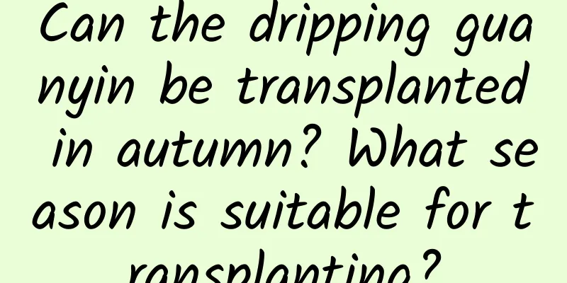 Can the dripping guanyin be transplanted in autumn? What season is suitable for transplanting?