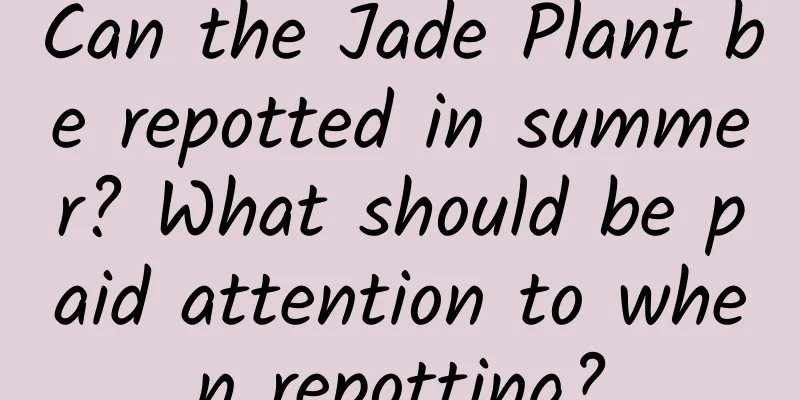 Can the Jade Plant be repotted in summer? What should be paid attention to when repotting?