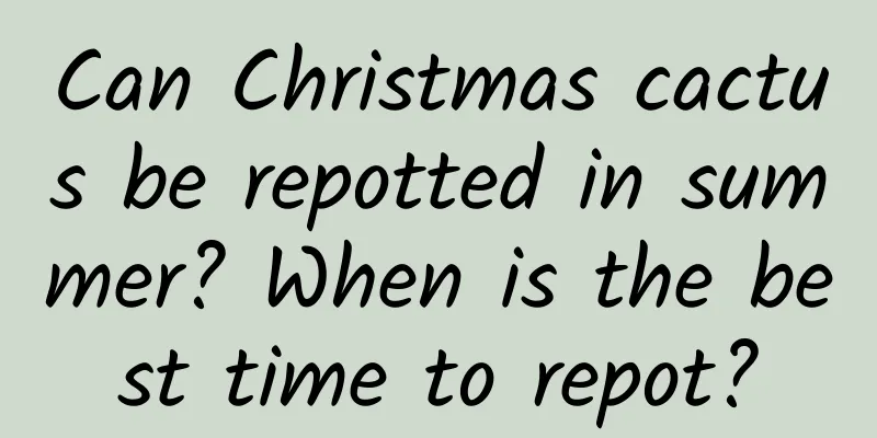 Can Christmas cactus be repotted in summer? When is the best time to repot?