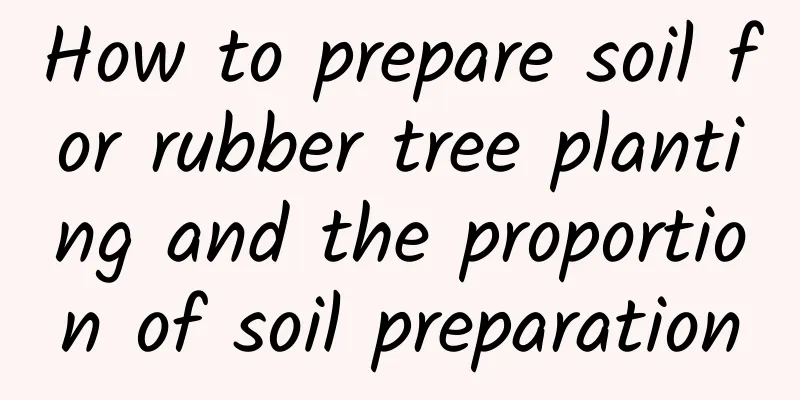 How to prepare soil for rubber tree planting and the proportion of soil preparation