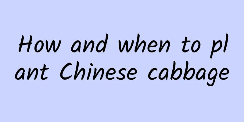 How and when to plant Chinese cabbage