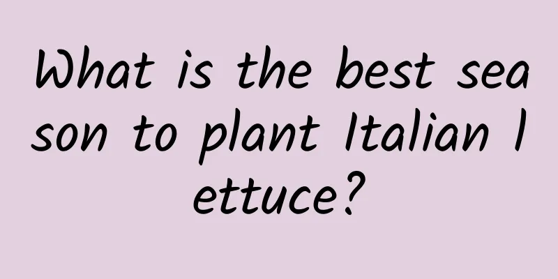 What is the best season to plant Italian lettuce?
