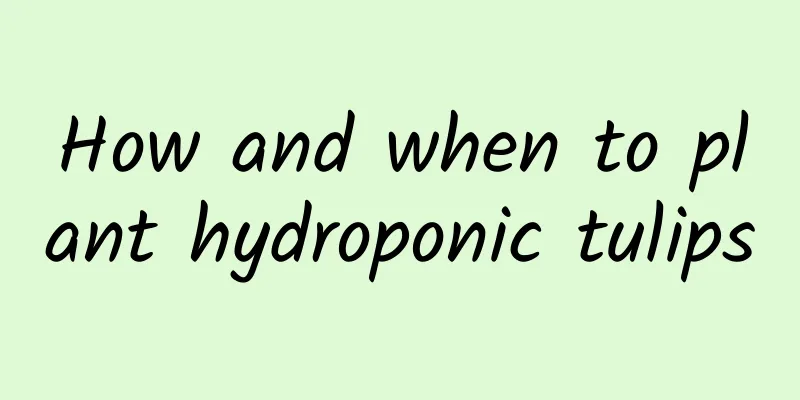 How and when to plant hydroponic tulips
