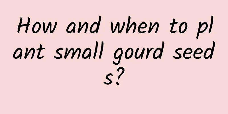 How and when to plant small gourd seeds?