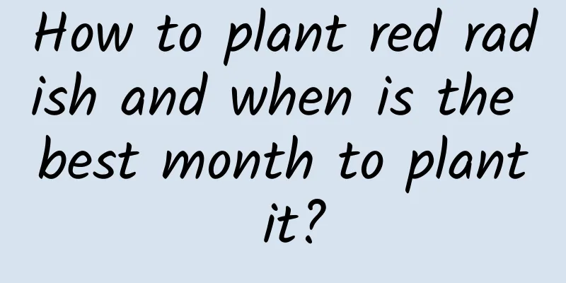 How to plant red radish and when is the best month to plant it?