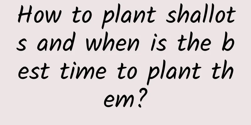 How to plant shallots and when is the best time to plant them?