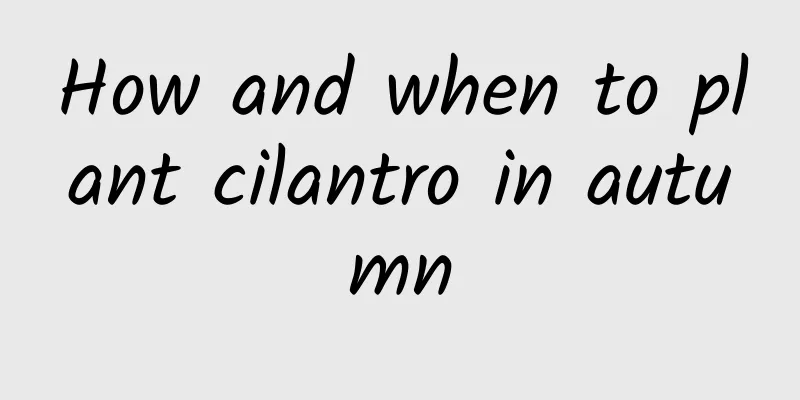 How and when to plant cilantro in autumn