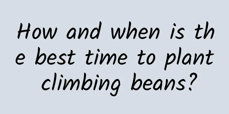 How and when is the best time to plant climbing beans?
