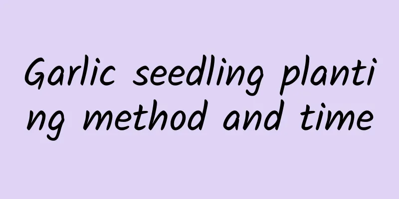 Garlic seedling planting method and time