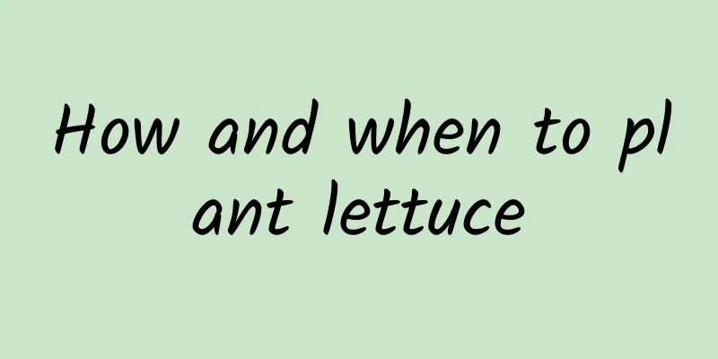 How and when to plant lettuce