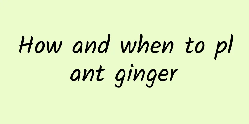 How and when to plant ginger