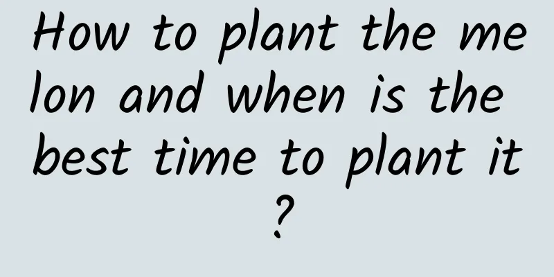 How to plant the melon and when is the best time to plant it?
