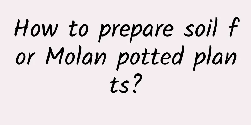 How to prepare soil for Molan potted plants?