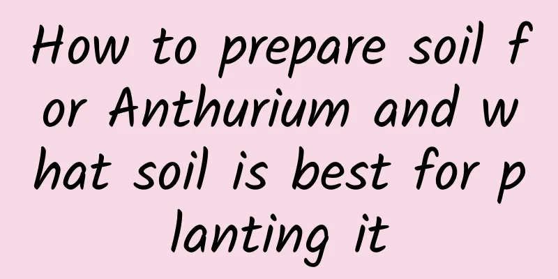 How to prepare soil for Anthurium and what soil is best for planting it