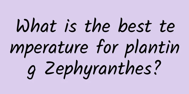 What is the best temperature for planting Zephyranthes?