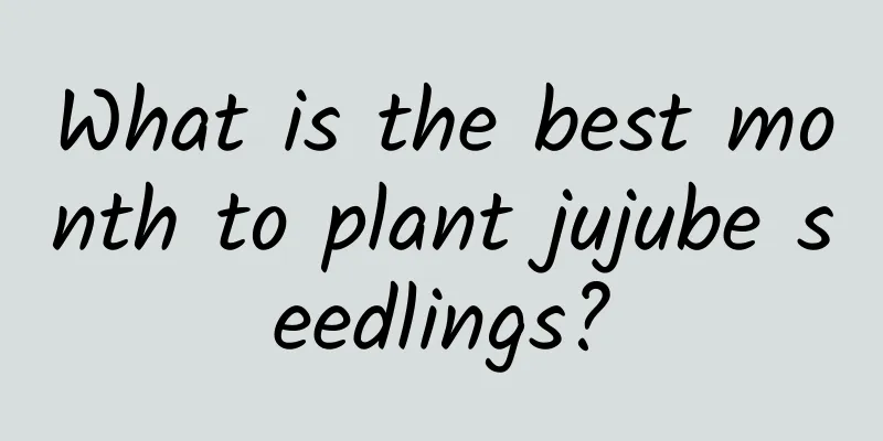 What is the best month to plant jujube seedlings?
