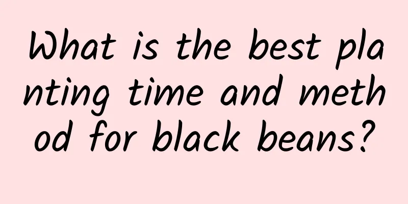 What is the best planting time and method for black beans?