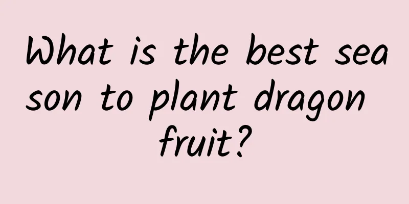 What is the best season to plant dragon fruit?