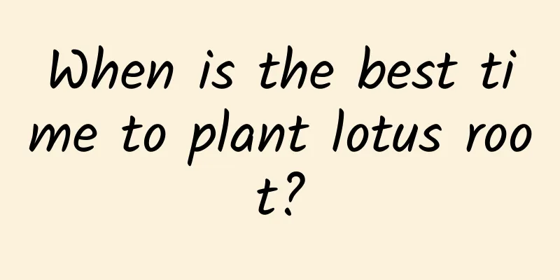 When is the best time to plant lotus root?