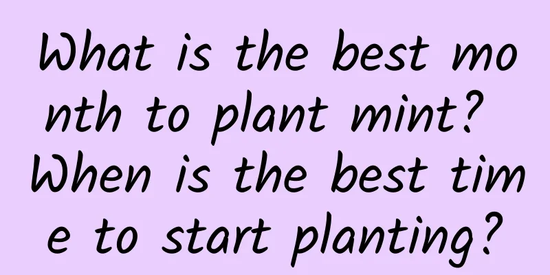 What is the best month to plant mint? When is the best time to start planting?
