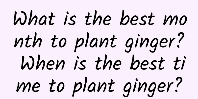 What is the best month to plant ginger? When is the best time to plant ginger?