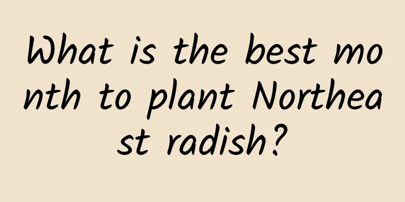 What is the best month to plant Northeast radish?